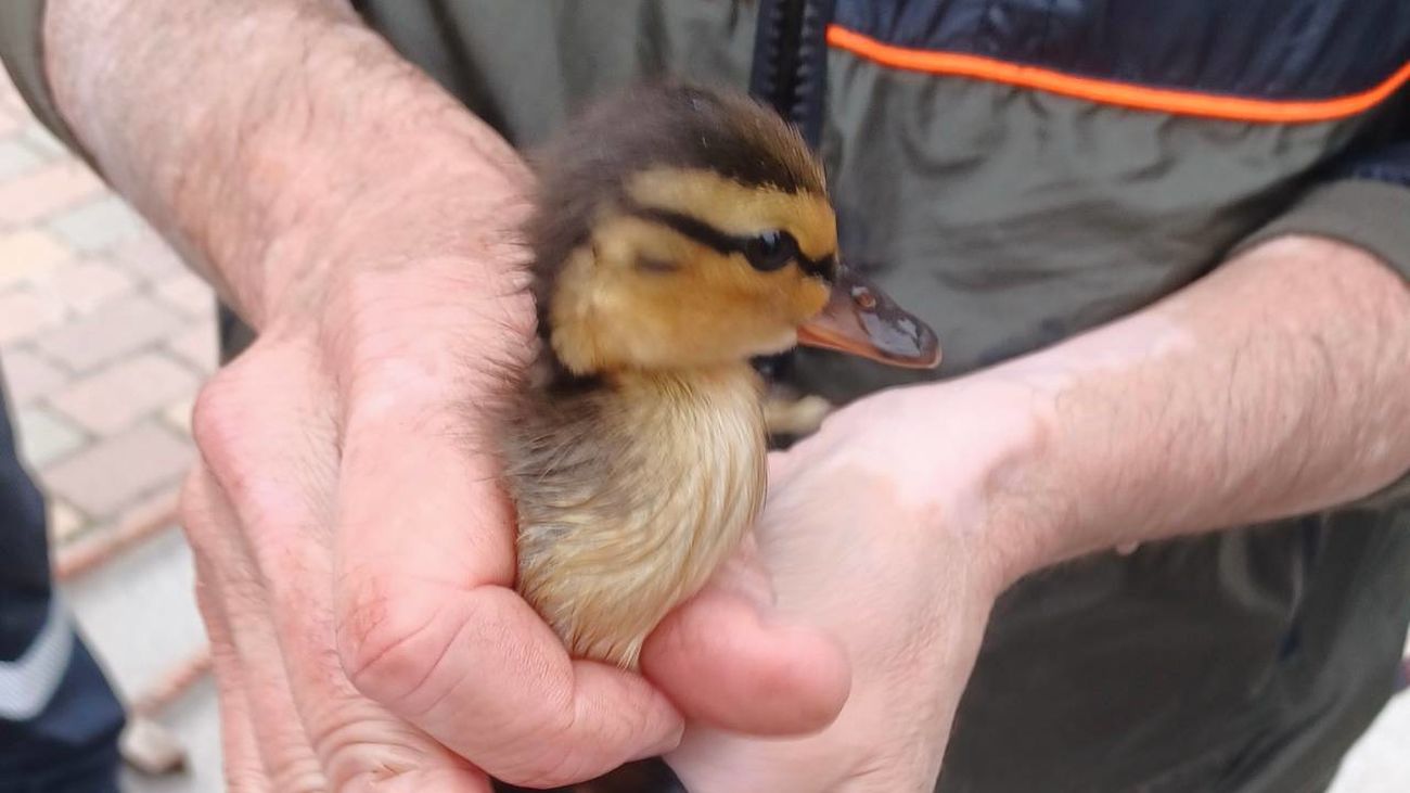 Rescatan a 5 patitos atrapados en una fuente de Guadarrama