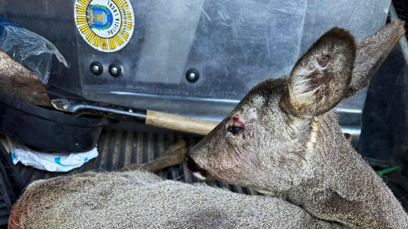 Corzo herido, posiblemente a causa de un atropello en Alcalá de Henares