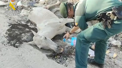 Investigan a un hombre por maltrato animal en Valdemingómez tras hallar un caballo agonizando entre basura