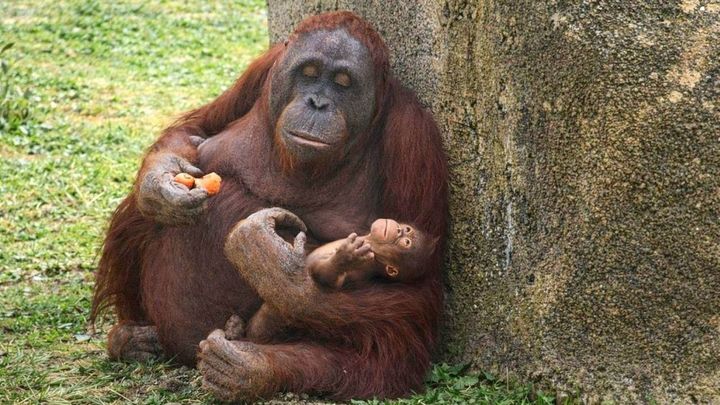 Cría de orangután de Borneo en el Zoo Aquarium de Madrid