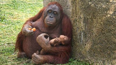 Nace una cría de orangután de Borneo en el Zoo de Madrid: así es este bebé que emociona a los visitantes