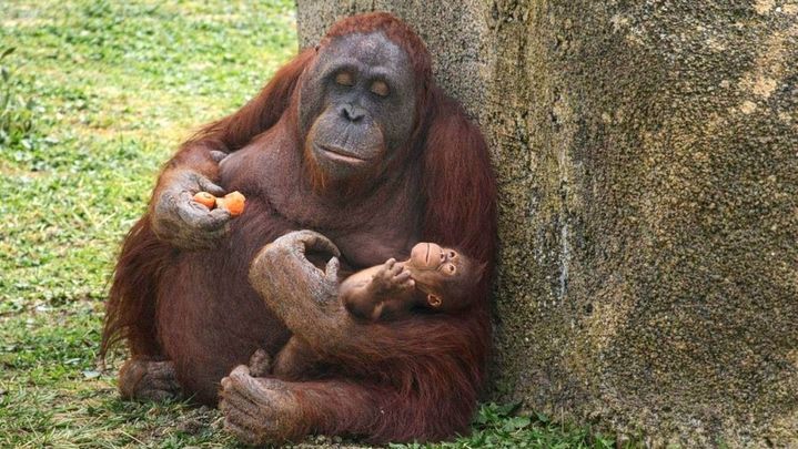 Cría de orangután de Borneo en el Zoo Aquarium de Madrid / EUROPA PRESS