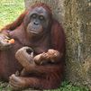 Nace una cría de orangután de Borneo en el Zoo de Madrid: así es este bebé que emociona a los visitantes