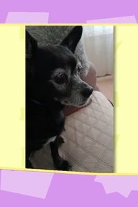 Una herencia con corazón: deja todo a su perra Mulán