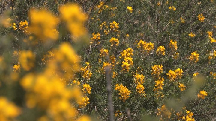 El cambroño tiñe de amarillo Los Molinos: arranca el Festival 2026