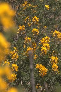El cambroño tiñe de amarillo Los Molinos: arranca el Festival 2026