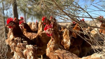 España levanta por completo el confinamiento de las aves de corral al mejorar la situación de la gripe aviar