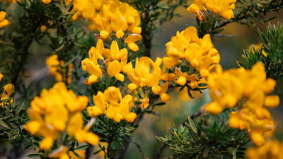 La floración del cambroño convierte Los Molinos en un mar amarillo