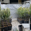 Plantación de marihuana intervenida por la Guardia Civil