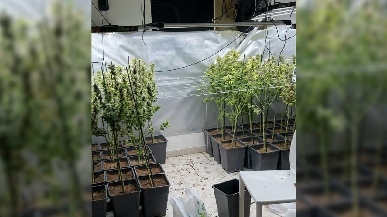 Plantación de marihuana intervenida por la Guardia Civil