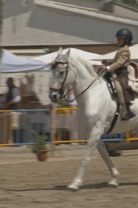 II Concurso de Doma Vaquera en Villamanta