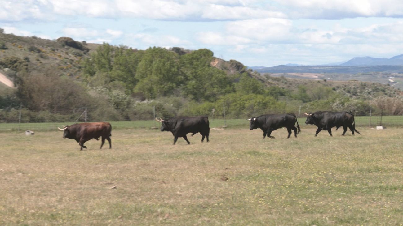 Así son los toros con encaste Marqués de Domecq que estarán presentes en la Copa Chenel 2026
