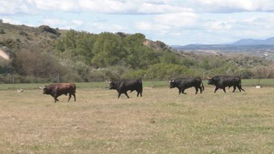 Así son los toros con encaste Marqués de Domecq que estarán presentes en la Copa Chenel 2026