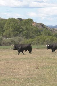 Así son los toros con encaste Marqués de Domecq que estarán presentes en la Copa Chenel 2026