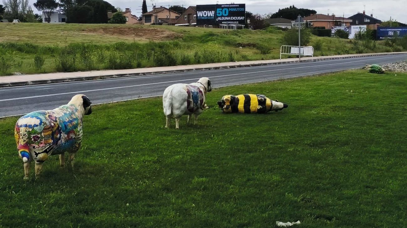 Algunas de las ovejas churras vandalizadas en Colmenar Viejo