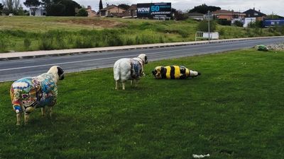 Vandalizadas en Colmenar Viejo 16 ovejas churras de una exposición