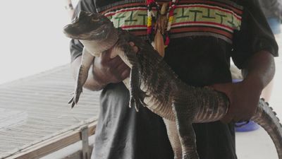 Caimanes y cocodrilos en el Parque Nacional Everglades, el humedal más grande de EEUU