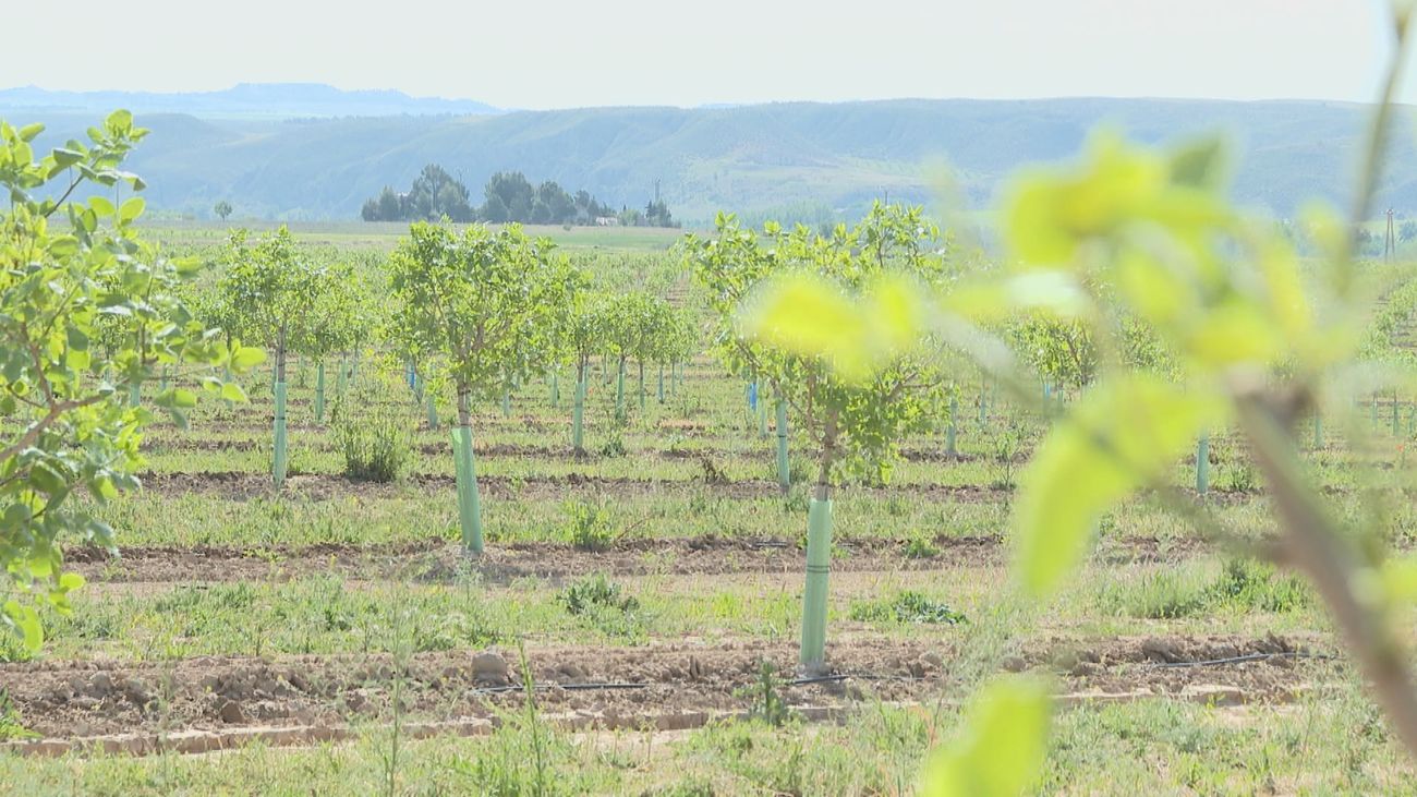 El precio del pistacho se dispara por la guerra en Irán