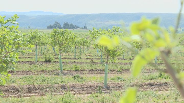 El precio del pistacho se dispara por la guerra en Irán