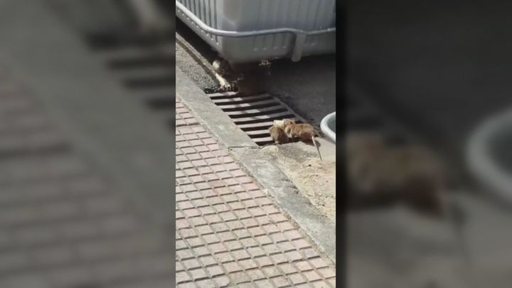 Ratas "que parecen conejos" campan a sus anchas en el barrio de La Fortuna en Leganés