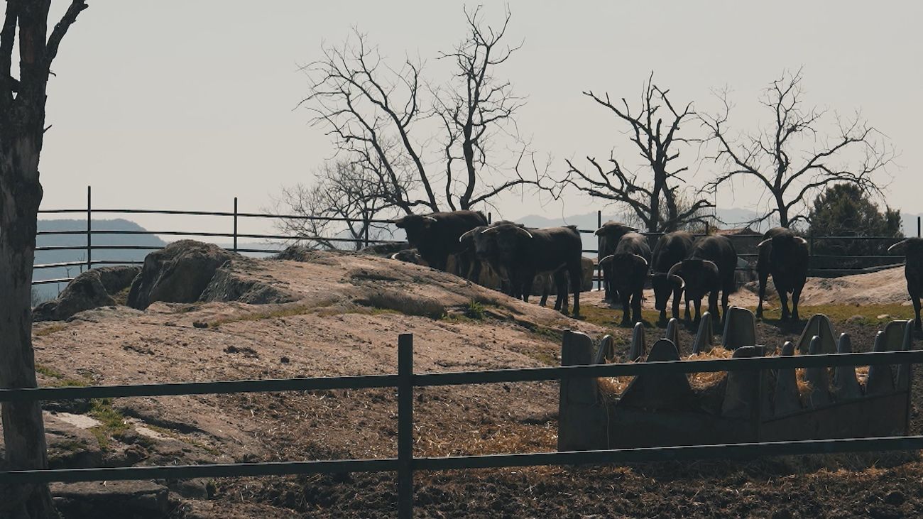 Dentro de la Ganadería Flor de la Jara: así se cría el toro bravo en libertad