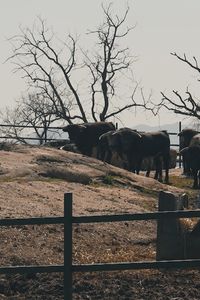 Dentro de la Ganadería Flor de la Jara: así se cría el toro bravo en libertad
