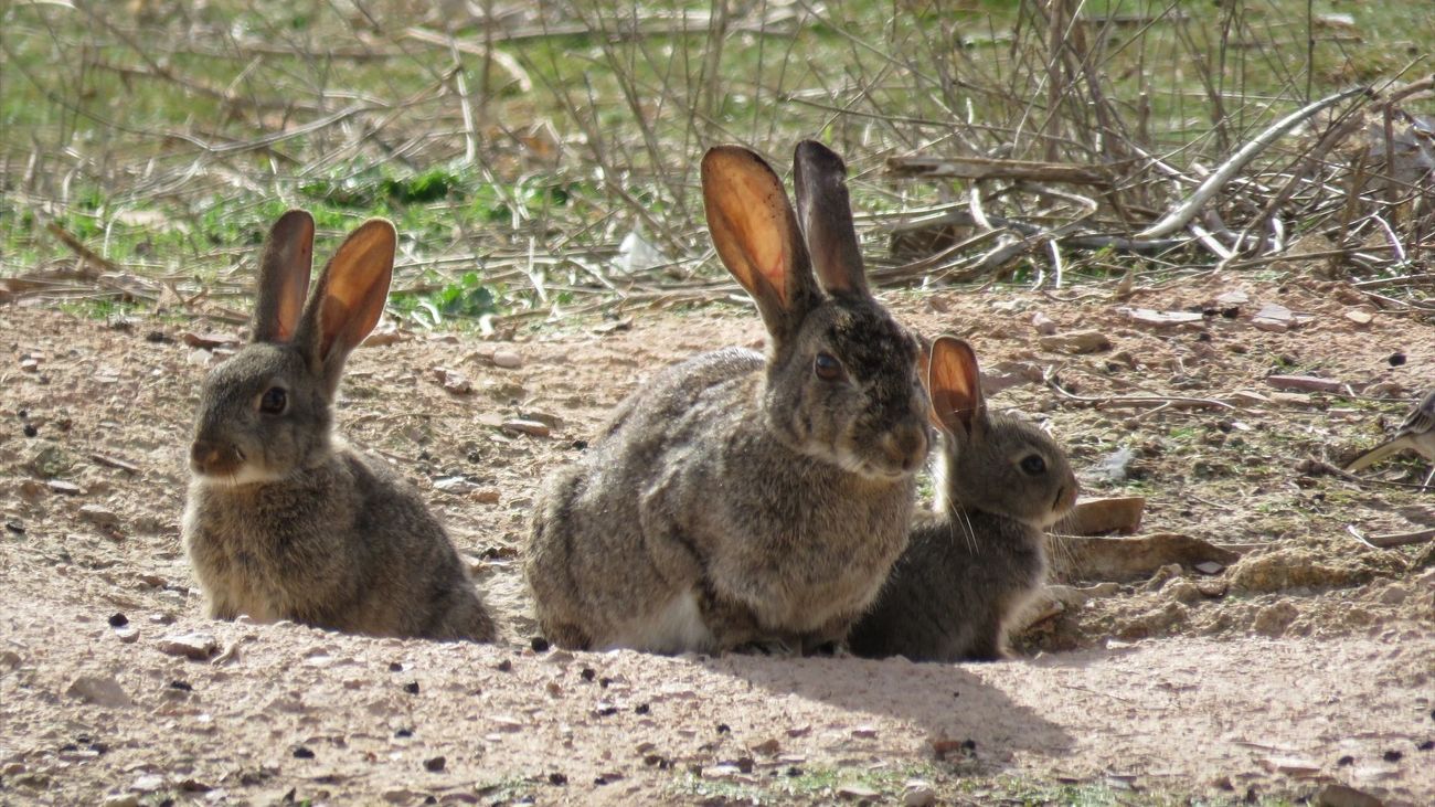 Los agricultores reclaman medidas contra la plaga de conejos que amenaza los cultivos madrileños