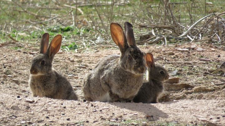 Los agricultores reclaman medidas contra la plaga de conejos que amenaza los cultivos madrileños