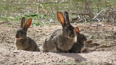 Los agricultores reclaman medidas contra la plaga de conejos que amenaza los cultivos madrileños