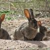 Los agricultores reclaman medidas contra la plaga de conejos que amenaza los cultivos madrileños