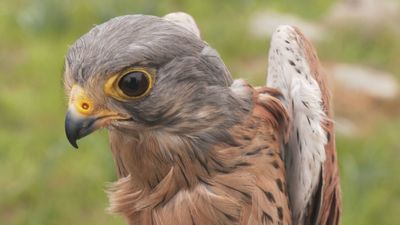 CRAS devuelve a la libertad un cernícalo y un águila culebrera junto a alumnos de Moralzarzal