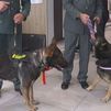 Los perros de la Guardia Civil se jubilan y son homenajeados