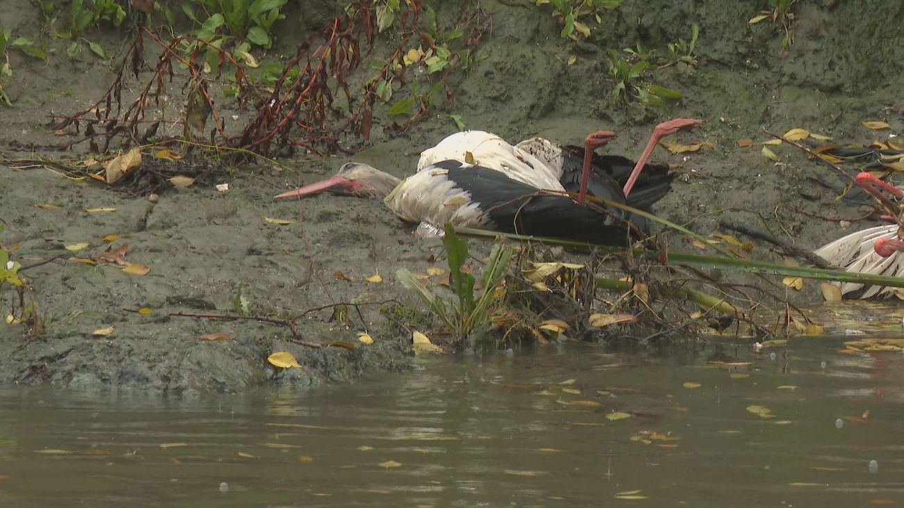 La Comunidad de Madrid crea un Comité de Emergencias frente a enfermedades animales