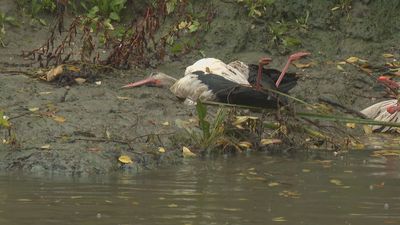 La Comunidad de Madrid crea un Comité de Emergencias frente a enfermedades animales