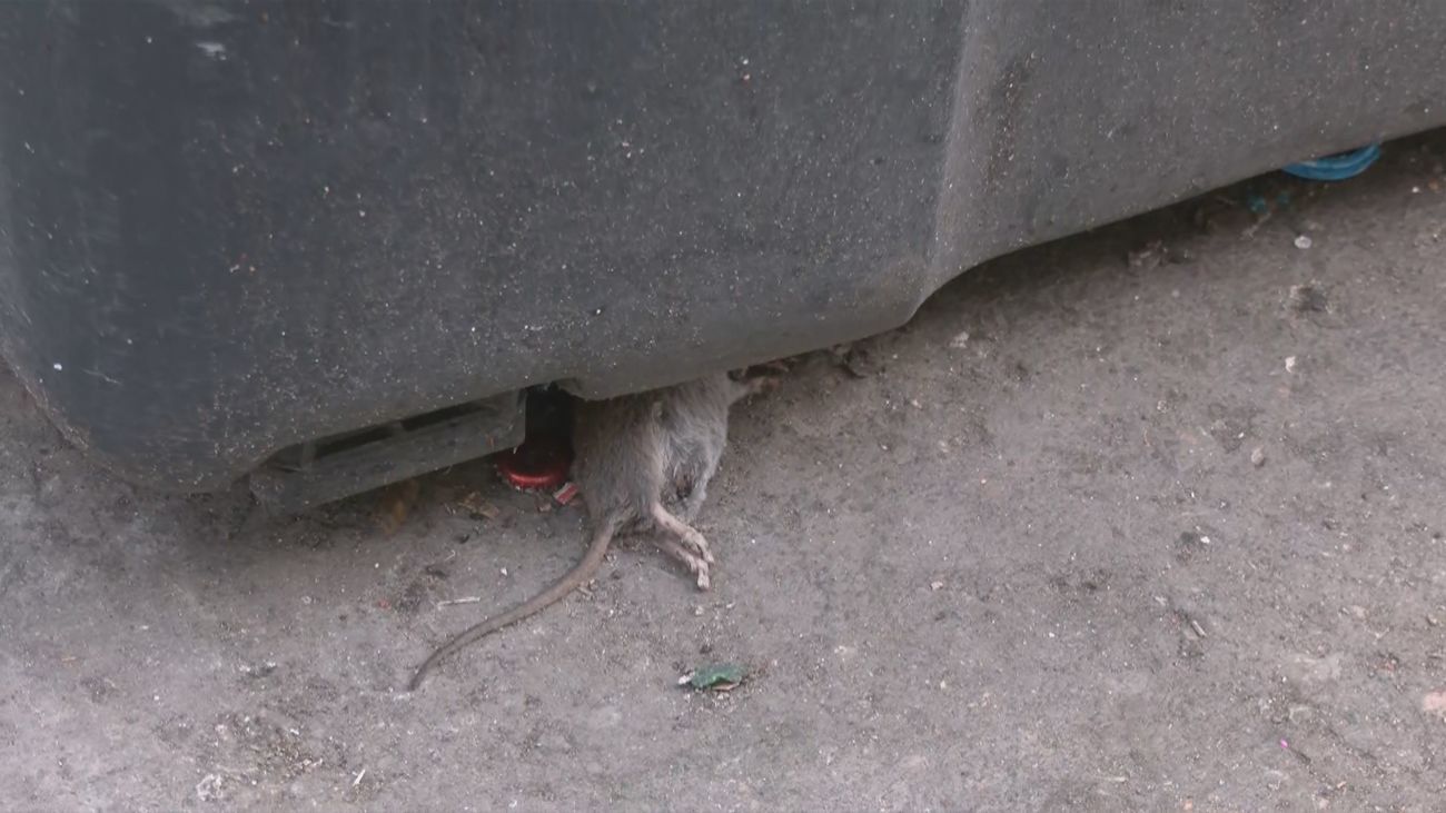 "Saltamos ratas al tirar la basura": el calvario de los vecinos de Carabanchel por una plaga