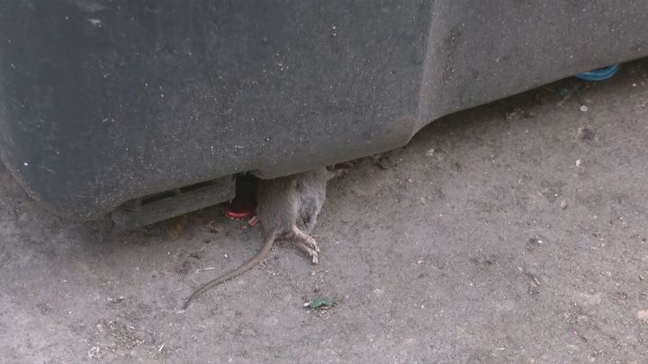 "Saltamos ratas al tirar la basura": el calvario de los vecinos de Carabanchel por una plaga