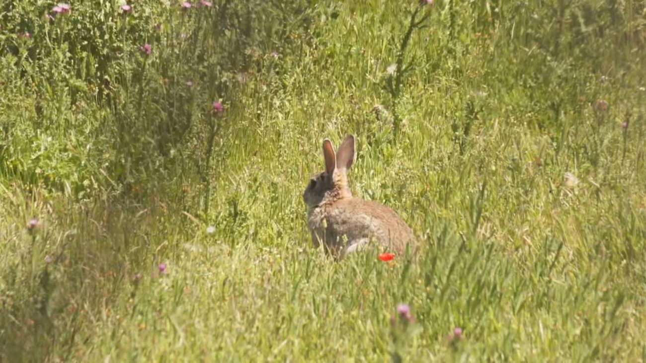 Una plaga de conejos devasta cultivos en Valdetorres de Jarama