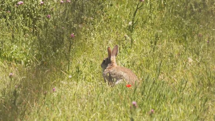 Una plaga de conejos devasta cultivos en Valdetorres de Jarama