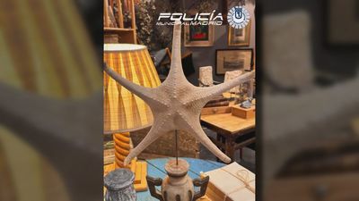 Detectada la venta irregular de piezas con marfil, corales y estrellas de mar en la feria Antik Almoneda