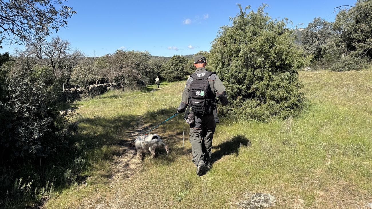 Un guía de los Agentes Forestales de Madrid busca cebos envenenados con ayuda de su perro