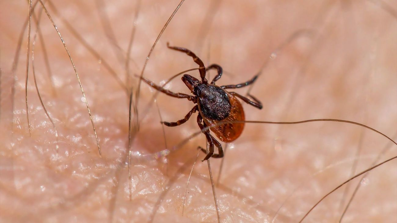 Los consejos de los agentes forestales de Madrid para pasear por el campo sin volver con garrapatas