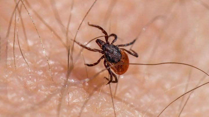 Los consejos de los agentes forestales de Madrid para pasear por el campo sin volver con garrapatas