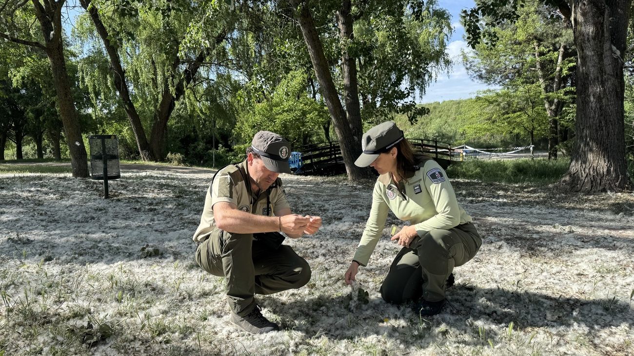 Agentes Forestales de Madrid vigilan zonas con acumulación de pelusa de chopo para prevenir incendios forestales