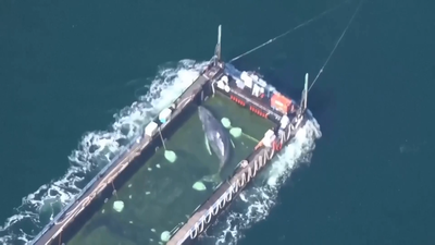 El emotivo rescate de la ballena Timmy, que ya viaja hacia el Mar del Norte y la libertad