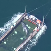El emotivo rescate de la ballena Timmy, que ya viaja hacia el Mar del Norte
