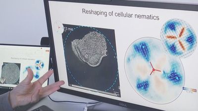 Investigadores de Cataluña encuentran la formula definitiva para programar formas en tejidos vivos
