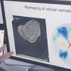 Investigadores de Cataluña encuentran la formula definitiva para programar formas en tejidos vivos