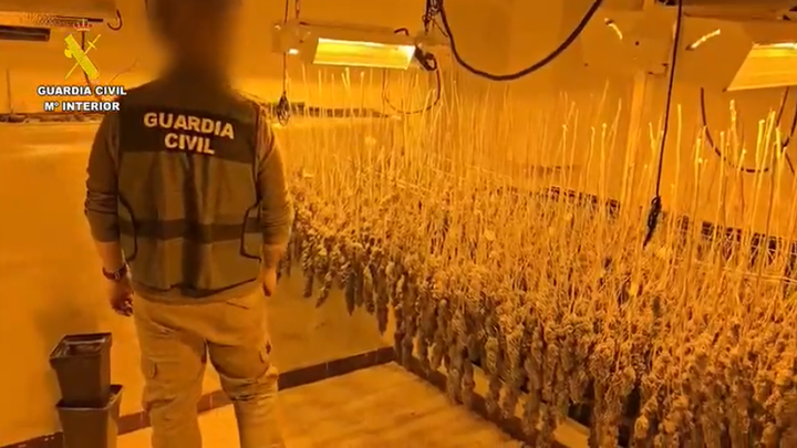 Doce detenidos en Villa del Prado y Navas del Rey y desmanteladas dos plantaciones de marihuana en viviendas