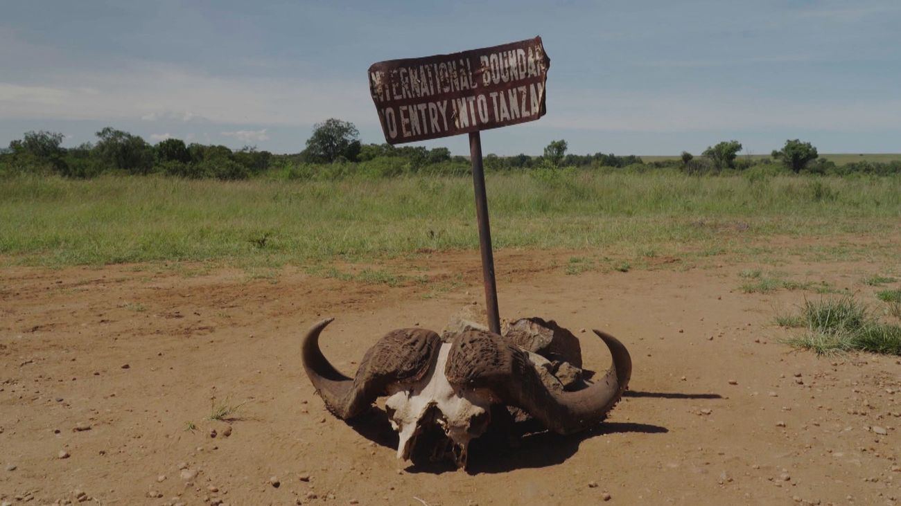 El cocodrilo del Nilo y el enfrentamiento entre tres animales en el Parque Nacional del Serengueti, Kenia