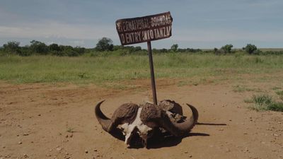 El cocodrilo del Nilo y el enfrentamiento entre tres animales en el Parque Nacional del Serengueti, Kenia